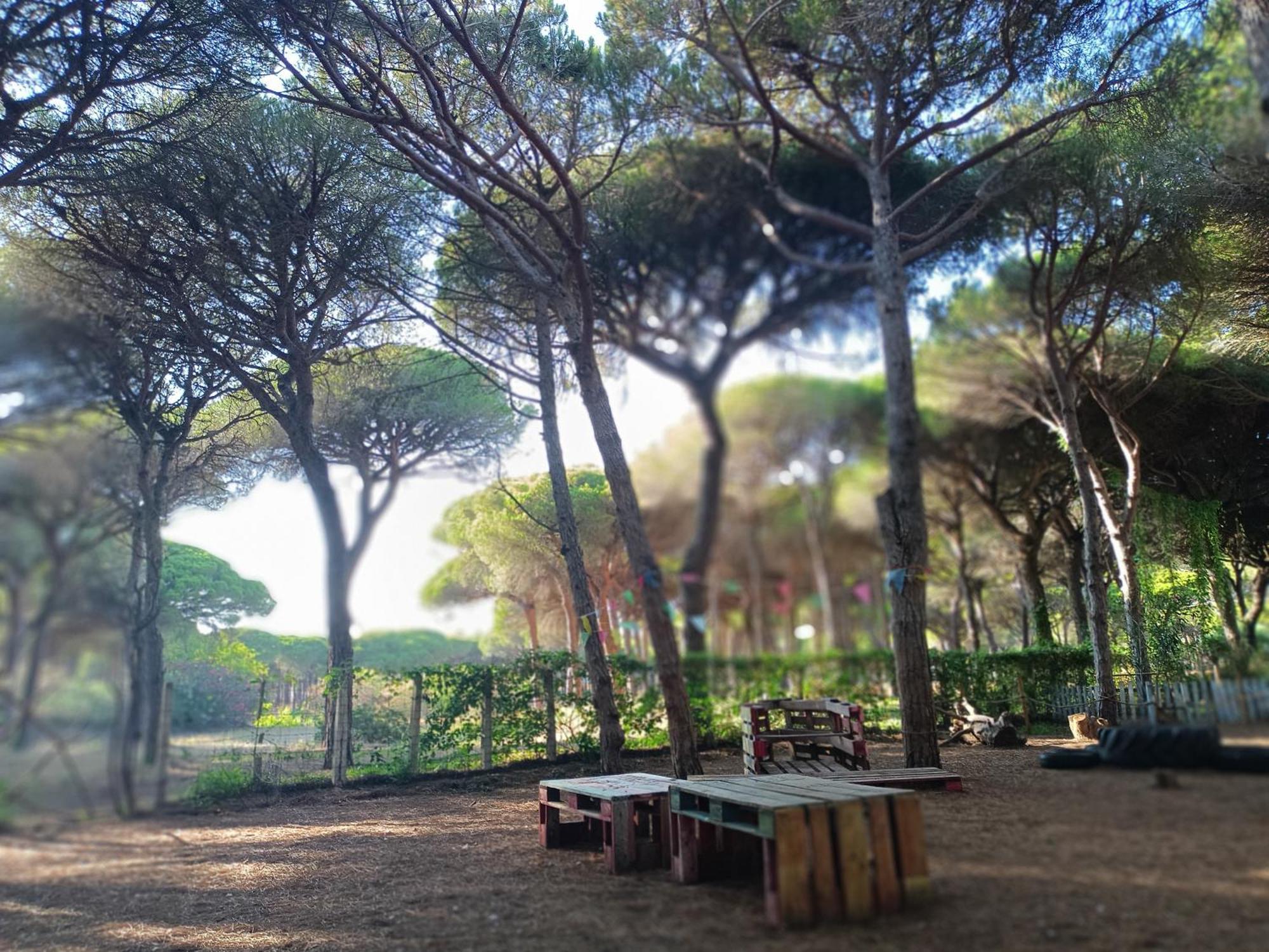 Vakantiehuis The Pineforest Chiclana de la Frontera